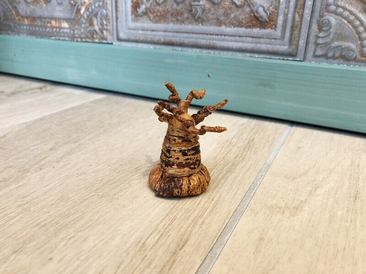 子宝☆生命力の強さで有名な母なる木 バオバブの木☆SS 約6センチ