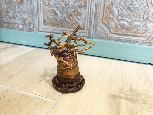 子宝☆生命力の強さで有名な母なる木 バオバブの木☆S 約12センチ