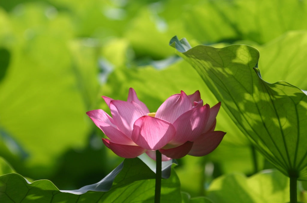 <値下げ>気高く生きる力を授ける ロータス(蓮の花)ブレス