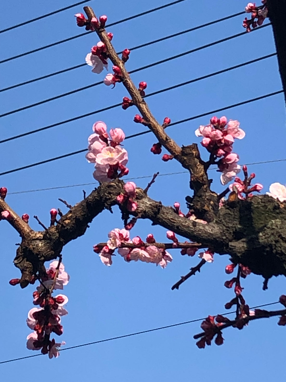 杏・あんずの花　咲きました～